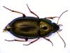 Amara familiaris